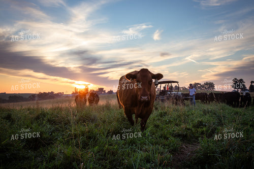 Red Angus Cow on Pasture 268369