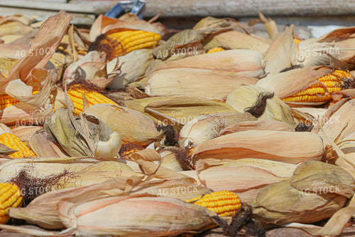Dried Ears of Corn 160319