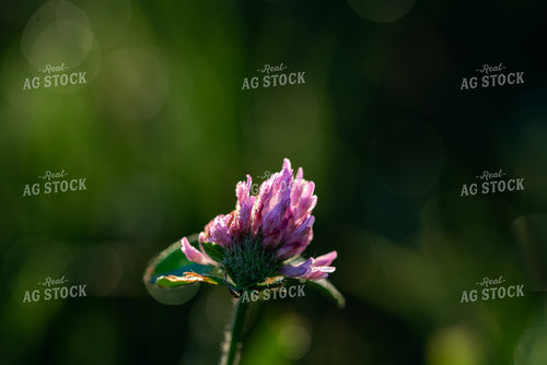 Purple Flower in Field 76230