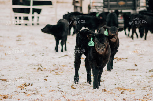 Winter Calves in Snow 53091