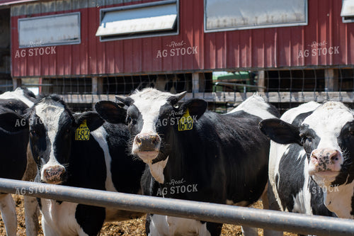 Holstein Cattle 50482