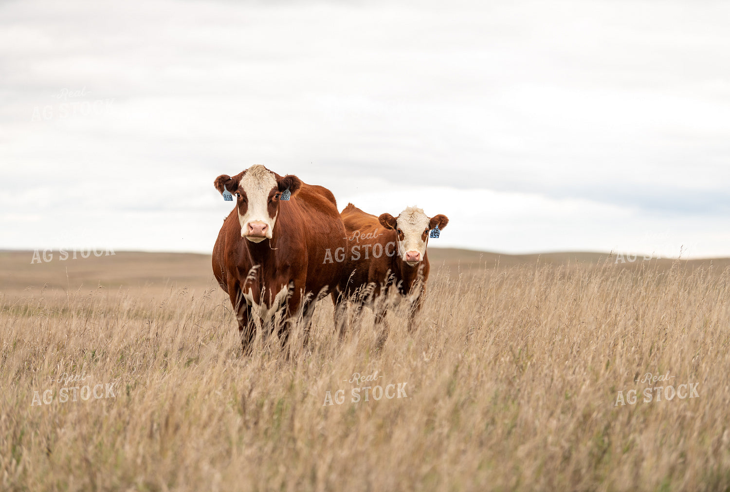 Hereford Cattle 212013