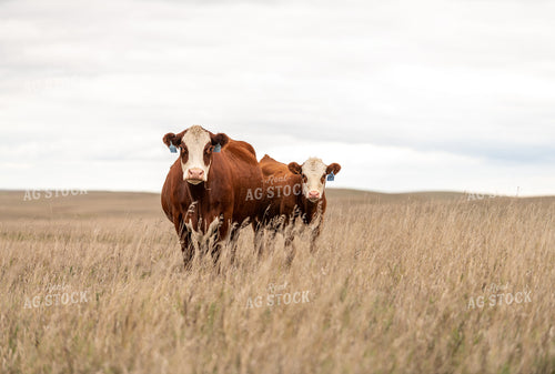 Hereford Cattle 212013