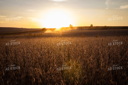 Dried Soybeans 67960