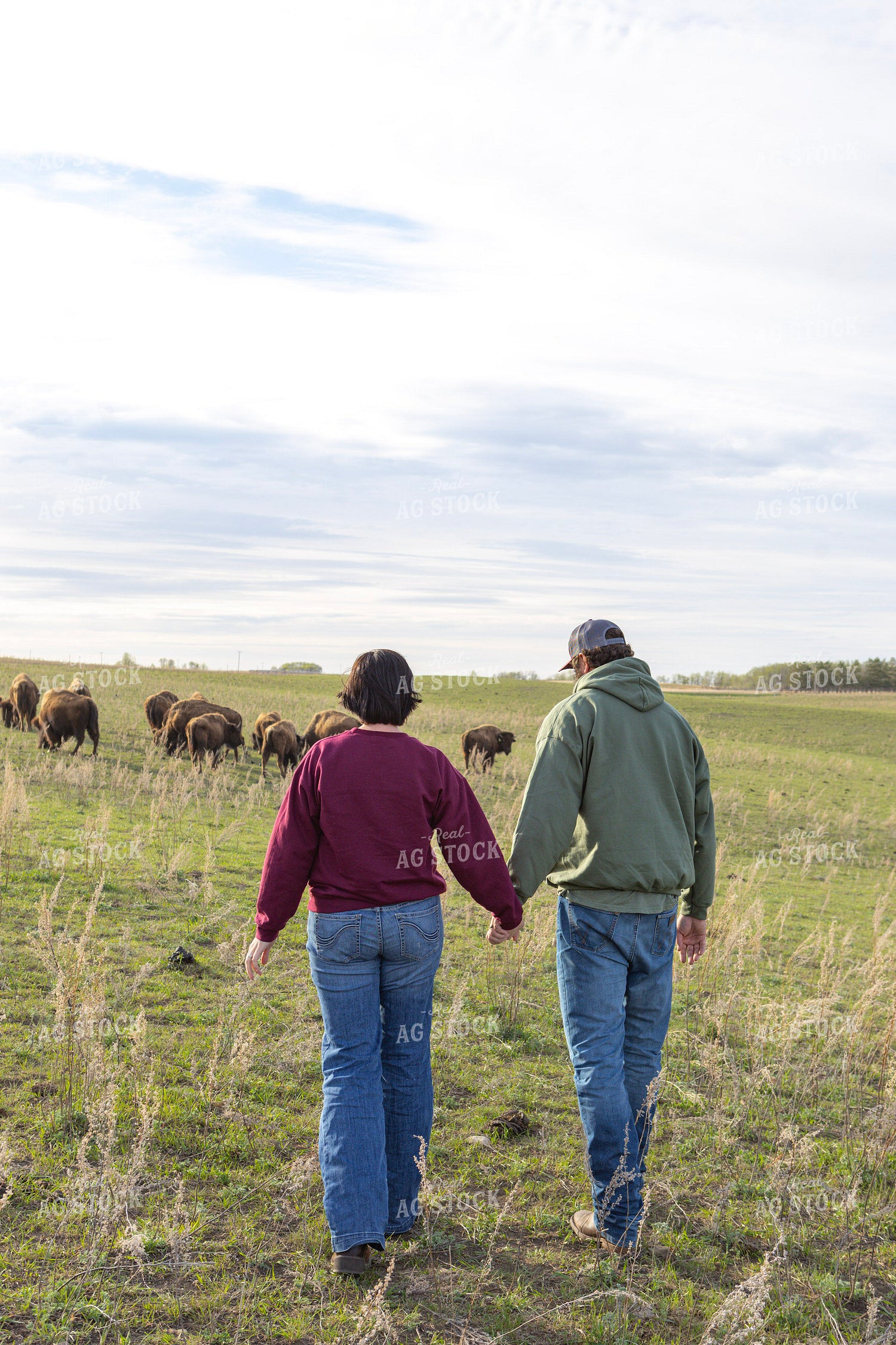 Ranchers Checking Bison 187145