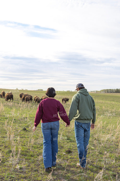 Ranchers Checking Bison 187145