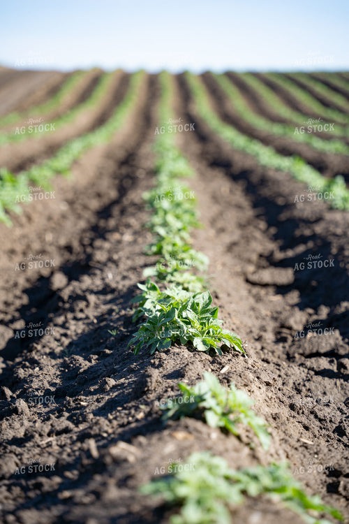 Early Season Potato Plants 146062