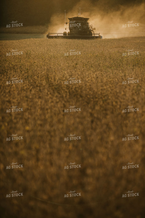 Combine Cutting Soybeans at Sunset 4850