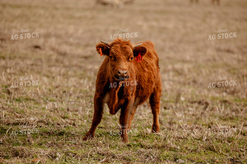 Red Angus Cattle Grazing 104038