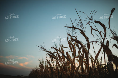 Dried Corn Tassel at Dusk 3397