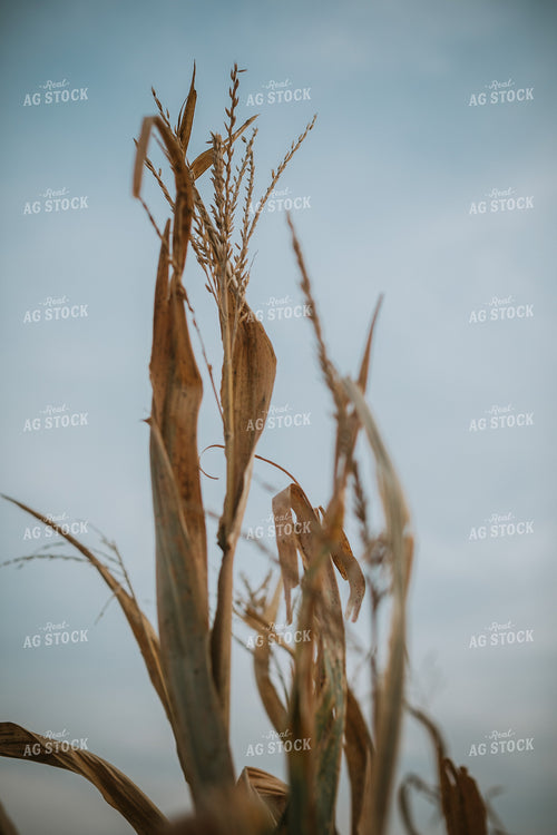 Dry Corn Stalk in Field 5273