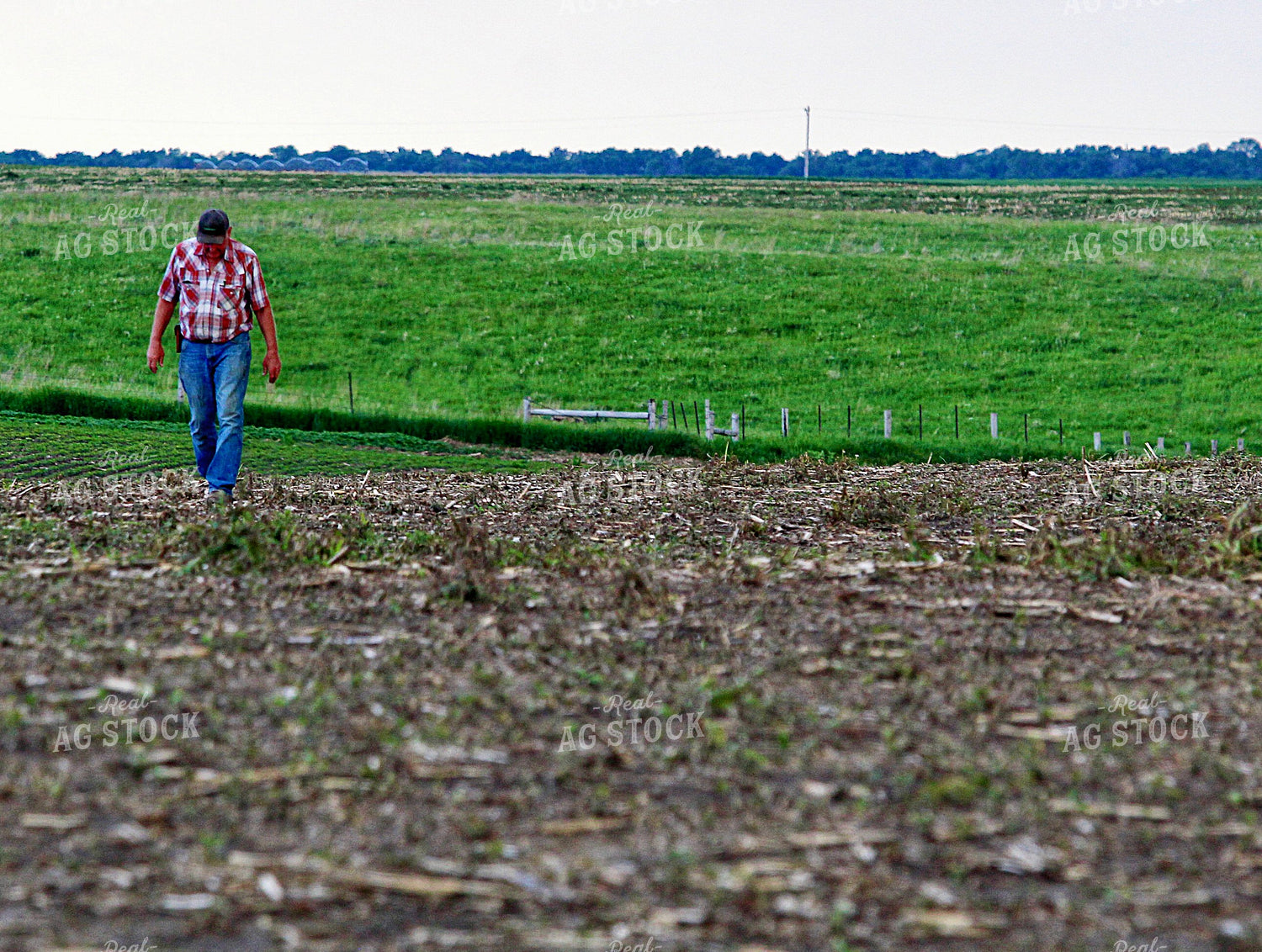 Farmer Checking Crops 141560