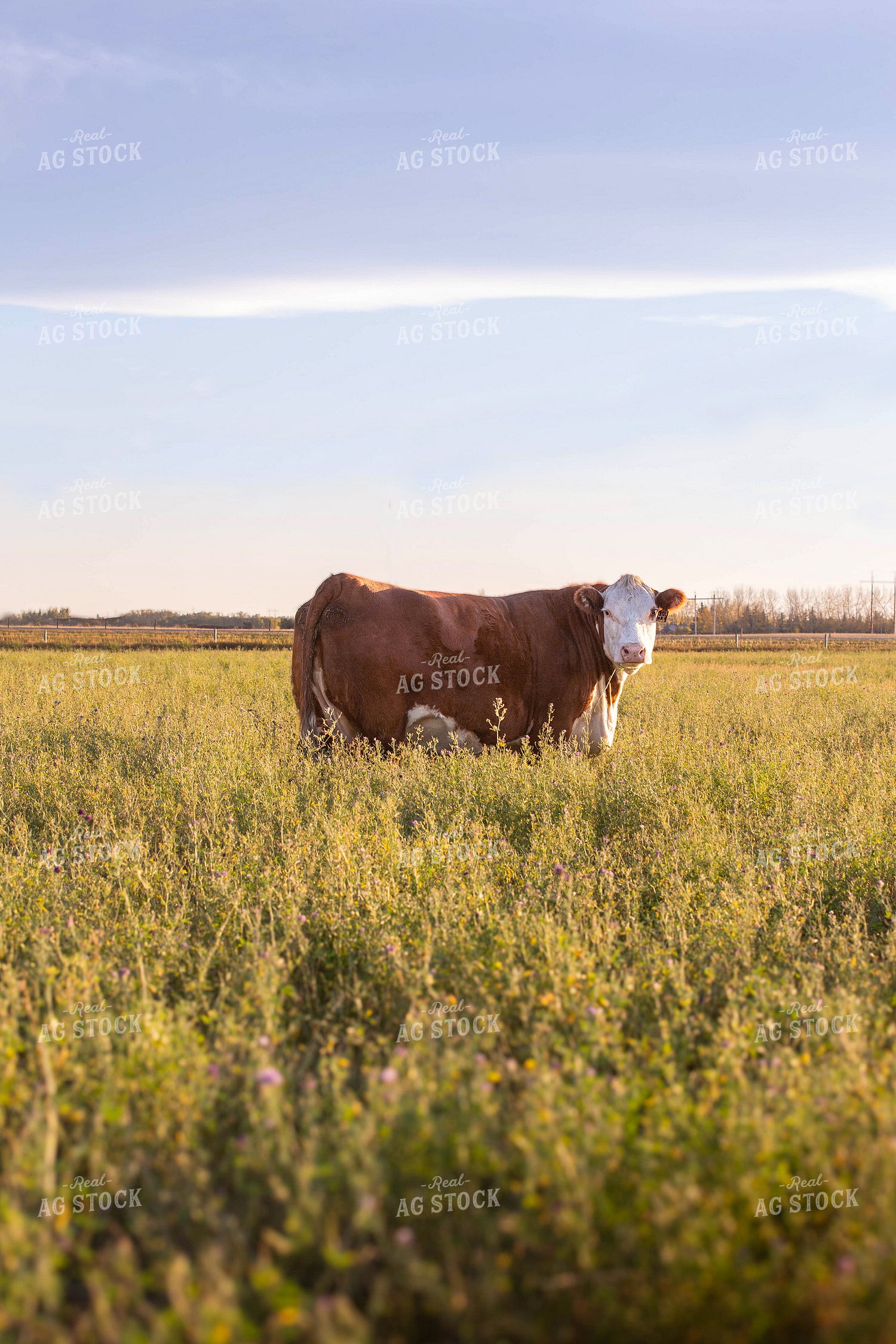 Hereford Cattle on Pasture 81160
