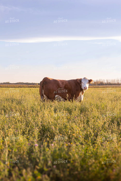 Hereford Cattle on Pasture 81160