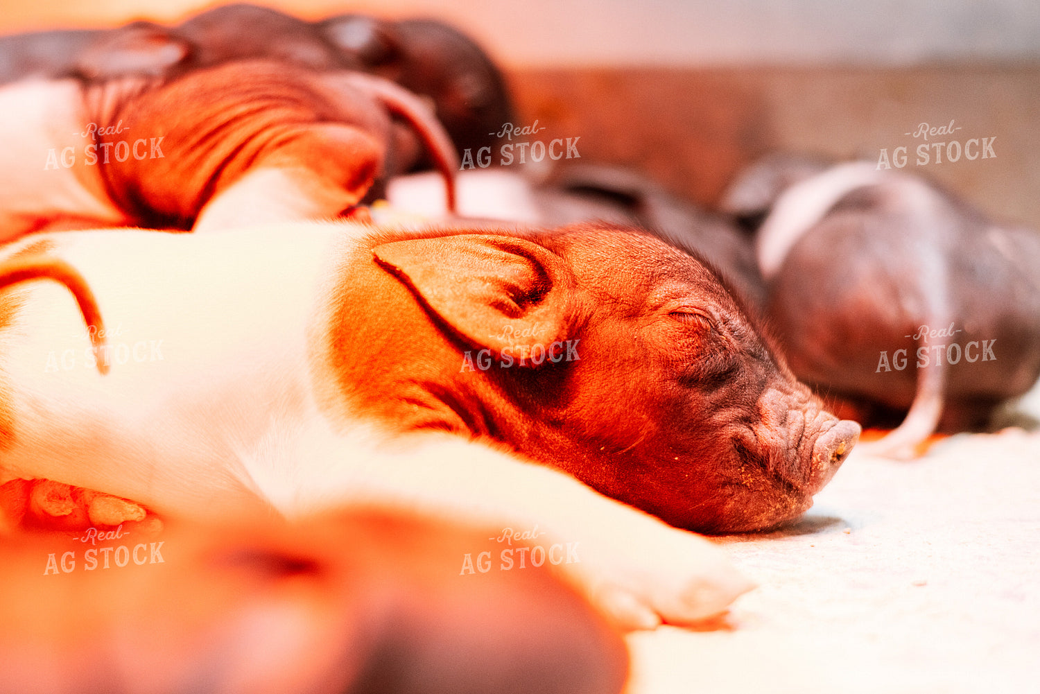 Hampshire Piglets 233000