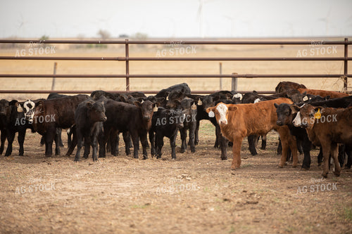 Calves 190011