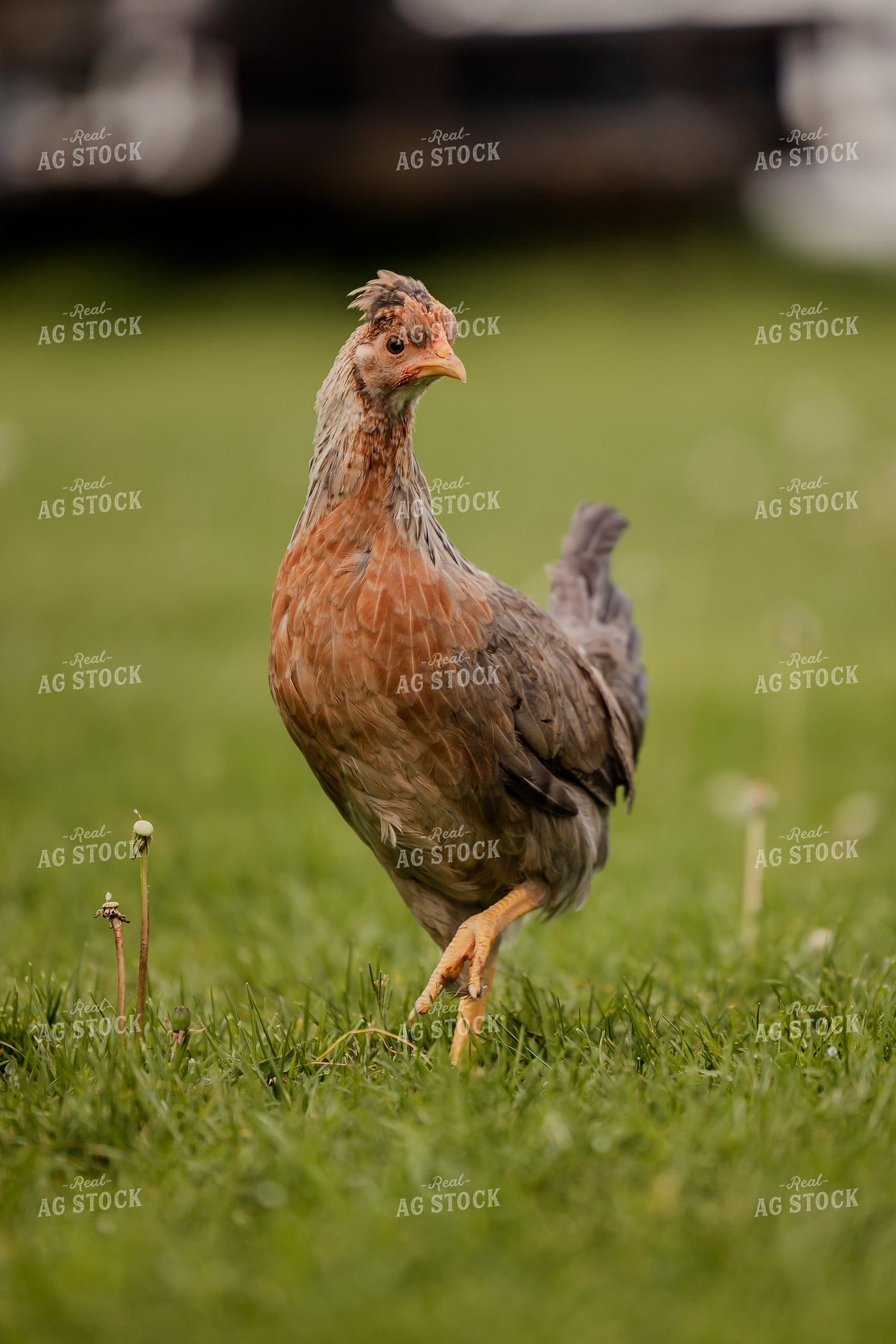 Pullet Laying Chicken 104078