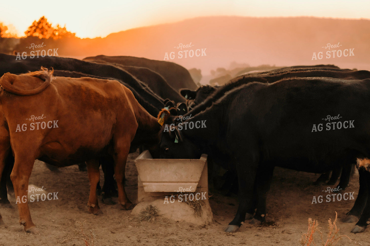 Cattle Eating Out of Trough 108030