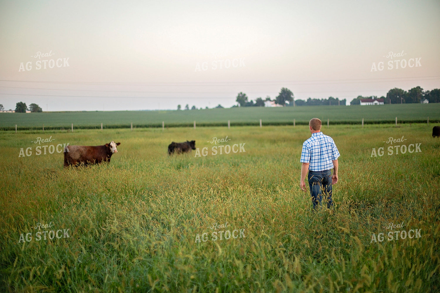 Farmer in Cattle Pasture 93236