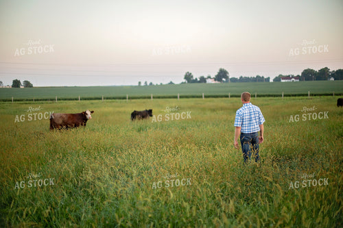 Farmer in Cattle Pasture 93236