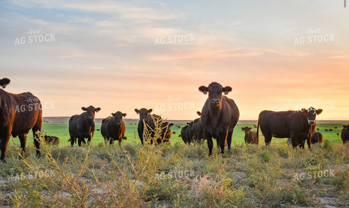 Cattle on Pasture 56099