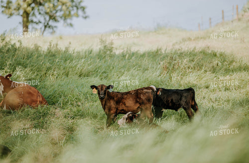 Cow-Calf in Pasture 77126