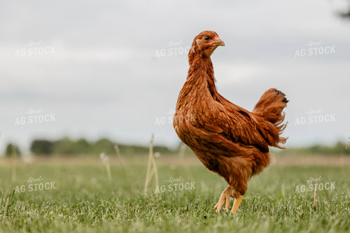 Pullet Laying Chicken 104103