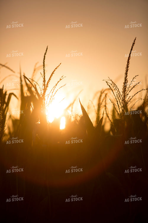 Corn - Mid-Season 1260
