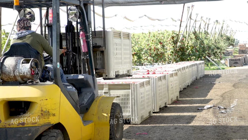 Picking Apples 146054