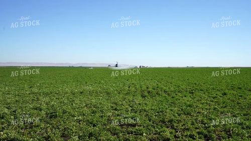 Helicopter Spraying Potatoes 146051