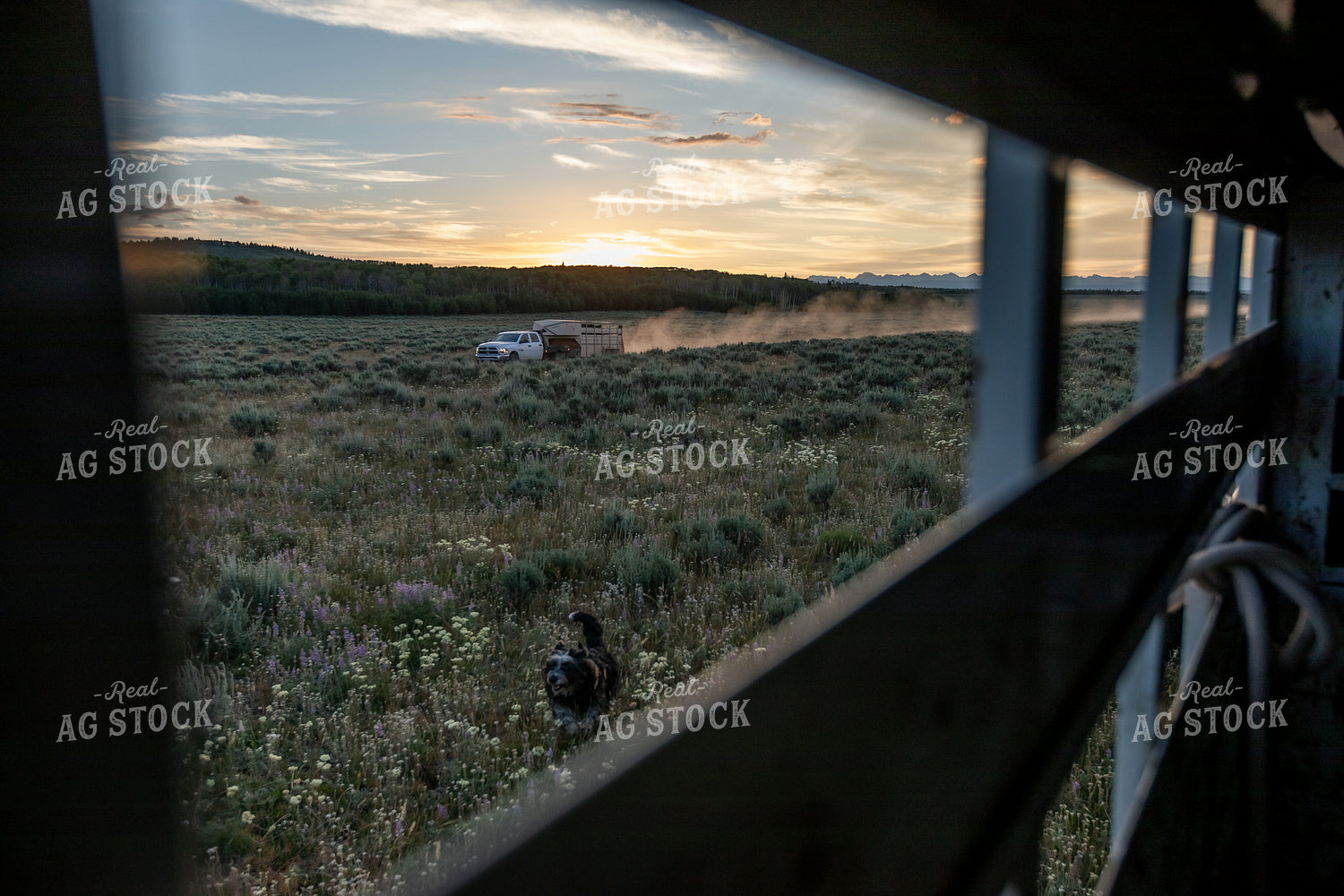 Livestock Trailer in Western Landscape 304015