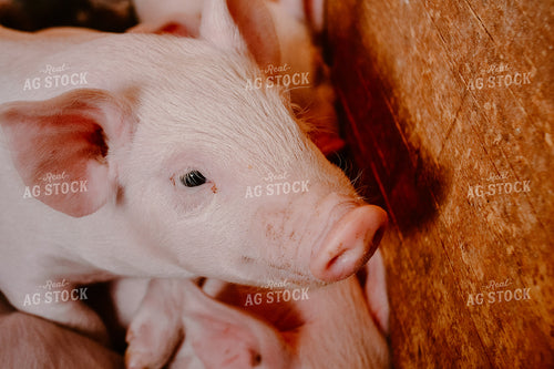 Piglet in Pen 125076