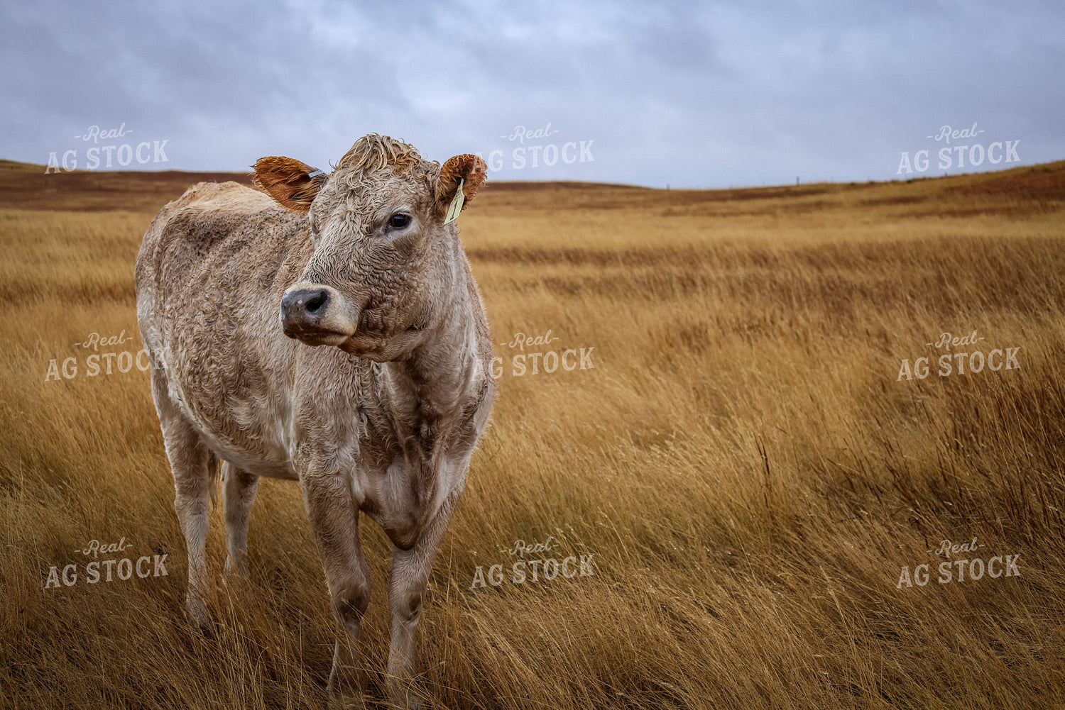 Cow on Grassland 261107