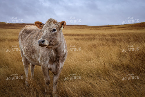 Cow on Grassland 261107