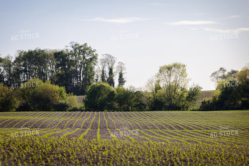 Early Growth Corn 178101