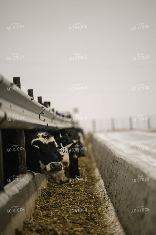 Black Baldy Cattle Eating out of Feed Bunk in Feedlot 70099