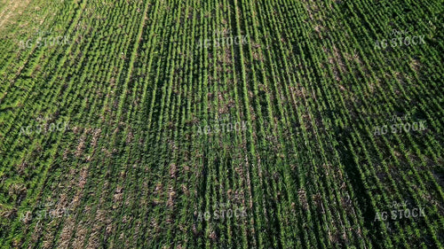 Planting into Cover Crop 268309