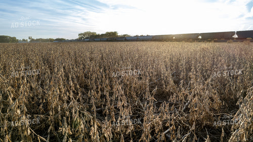 Dried Soybeans 65245