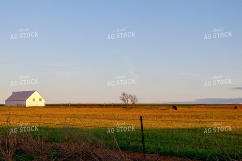 Cattle In Pasture 60015
