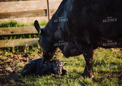 Newborn Calf 115315