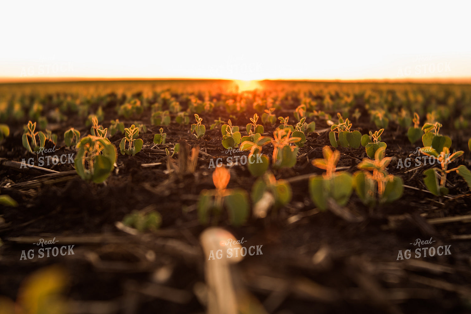 Soybean Field 7263