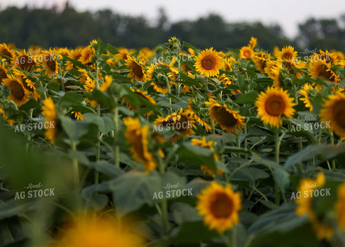 Sunflowers 160205