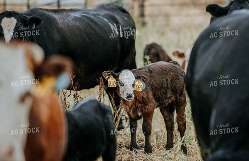 Cow-Calf in Farmyard 77121