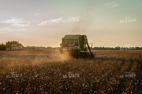 Cotton Harvest 59071