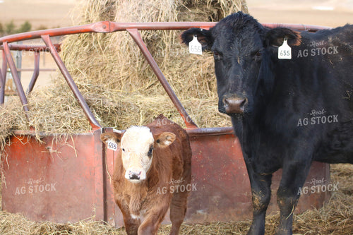 Cow Calf Pair 82192