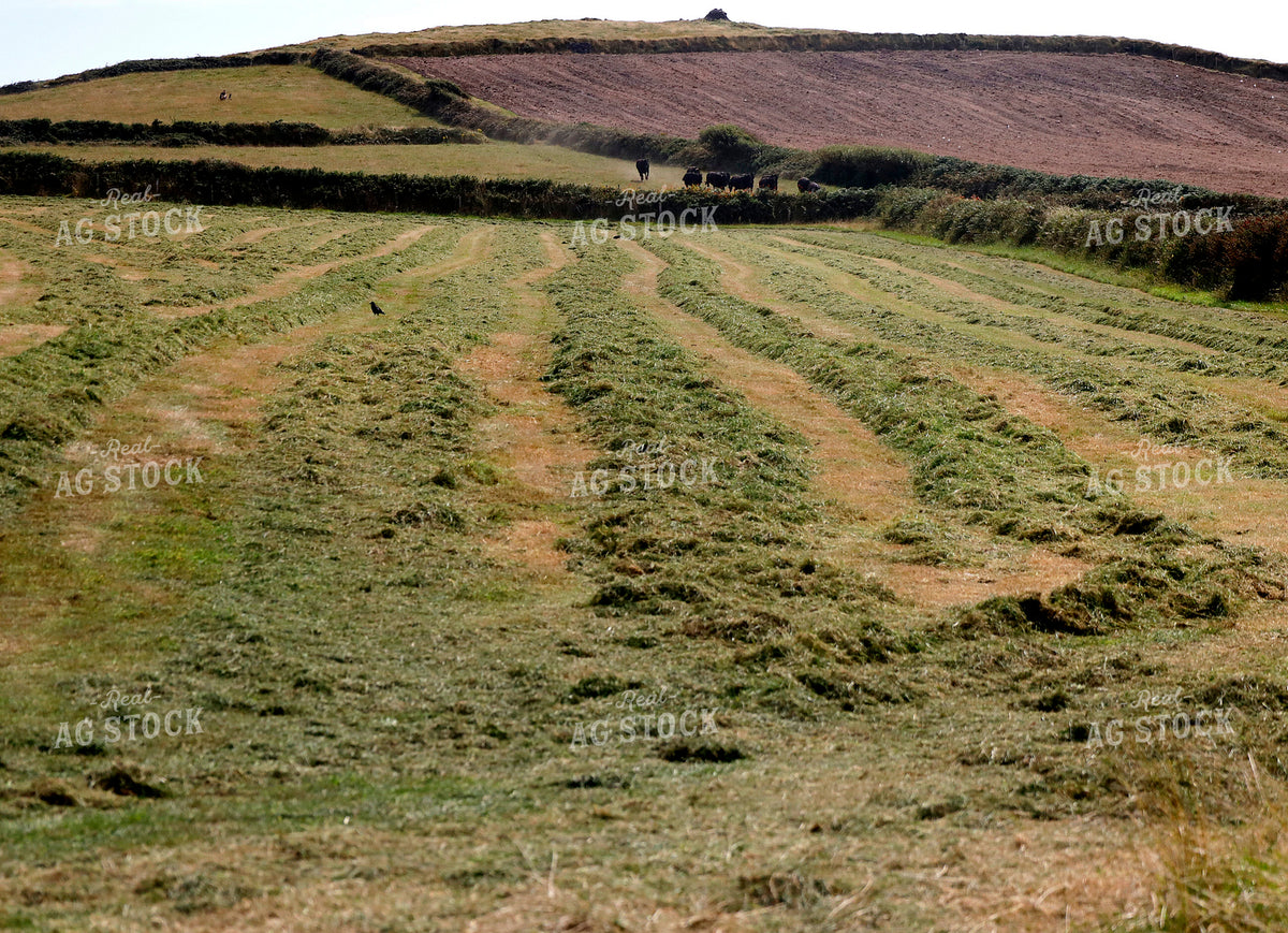 Hay 141722