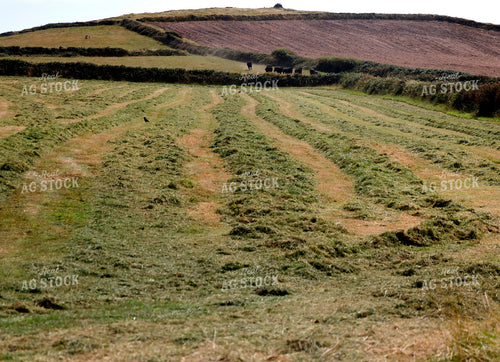 Hay 141722