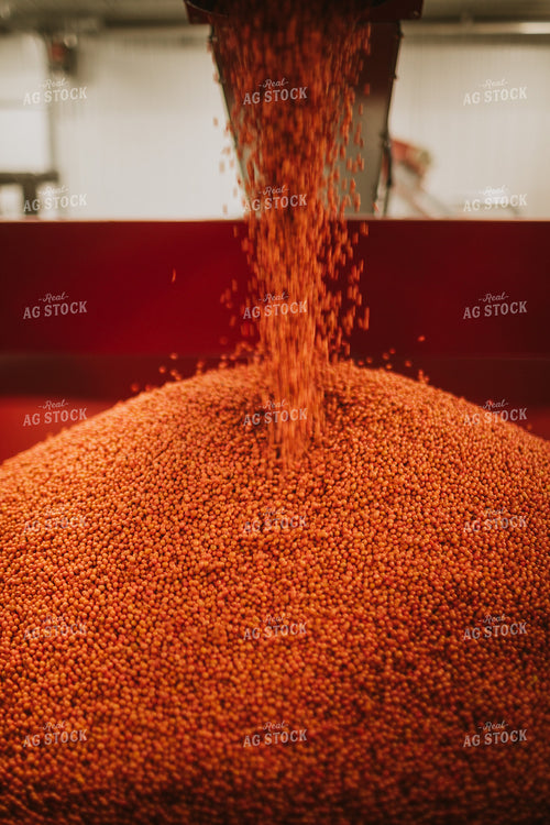 Treated Soybeans Exiting Seed Treater 5367