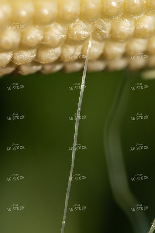Kernels of Ear of Corn 76260
