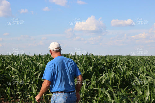 Farmer Checking Mid-Season Corn 299201